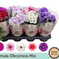 Primula obconica TOUCH ME MIX