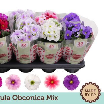 Primula obconica TOUCH ME MIX