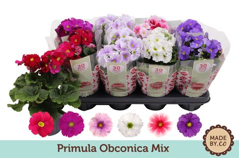 Primula obconica TOUCH ME MIX