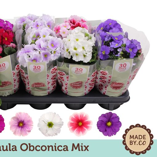 Primula obconica TOUCH ME MIX