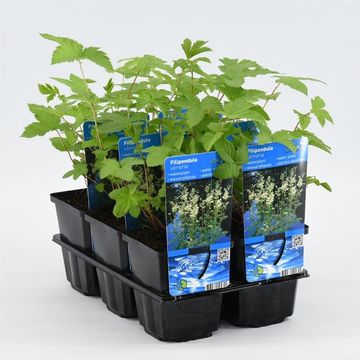 Filipendula ulmaria