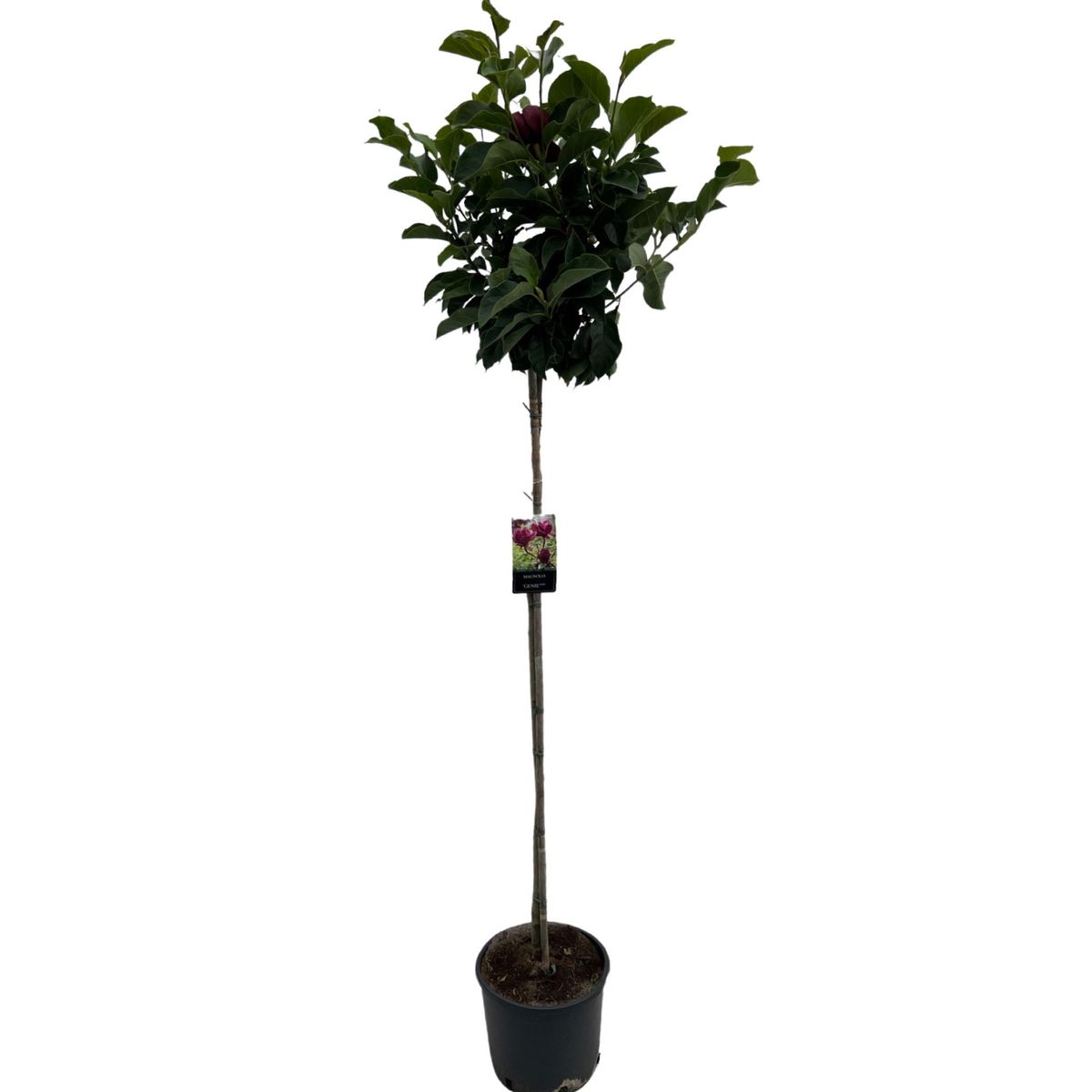 Magnolia 'Genie' — Plant Wholesale FlorAccess