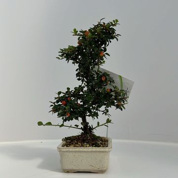 Cotoneaster horizontalis