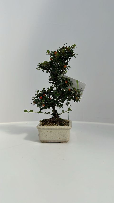 Cotoneaster horizontalis