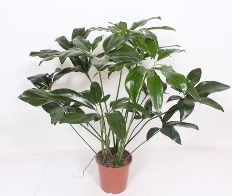 Philodendron 'Green Wonder'