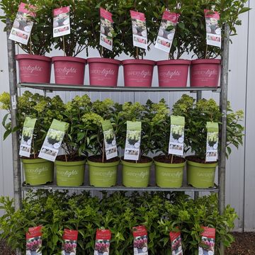 Hydrangea paniculata MIX