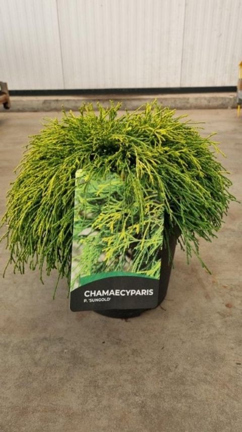 Chamaecyparis pisifera 'Sungold'