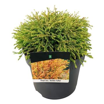 Thuja occidentalis 'Golden Tuffet'