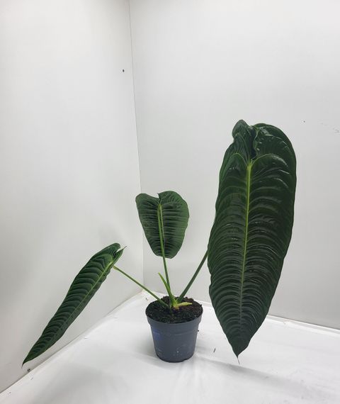 Anthurium veitchii