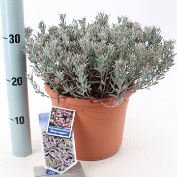 Andromeda polifolia 'Blue Lagoon'