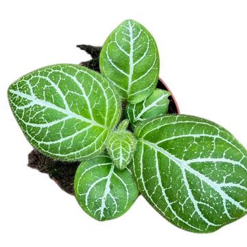 Michaelmoelleria vietnamensis 'Sp Vietnam'