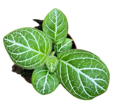 Michaelmoelleria vietnamensis 'Sp Vietnam'