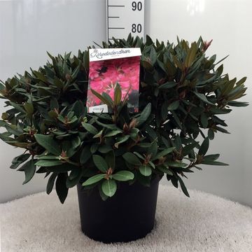 Rhododendron 'Winsome'