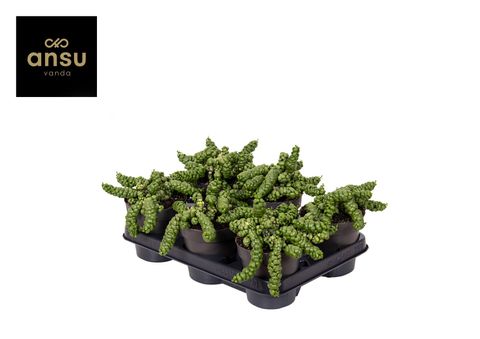 Dischidia 'Pangolin Kisses'