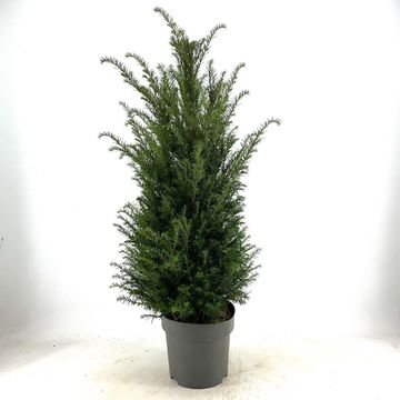 Taxus baccata
