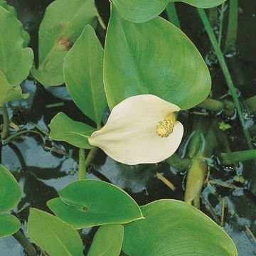 Calla palustris