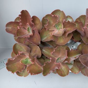 Echeveria crenulata