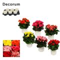 Begonia ELATIOR MIX
