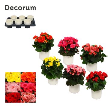 Begonia ELATIOR MIX