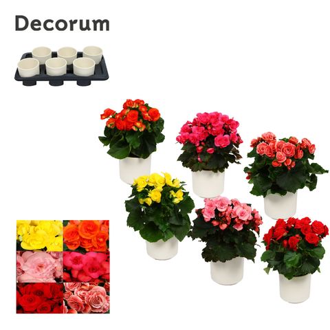 Begonia ELATIOR MIX