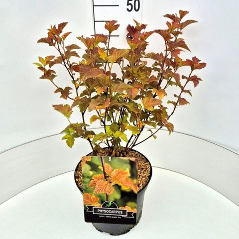 Physocarpus opulifolius AMBER JUBILEE