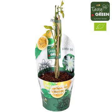Passiflora incarnata 'Cooltropics Snowstar'