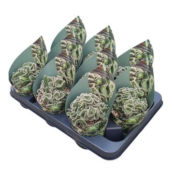 Opuntia tuna cristata