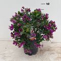 Polygala myrtifolia