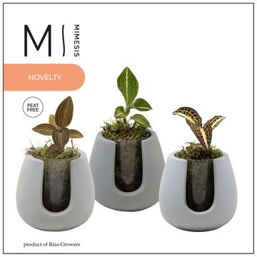 Arrangement Orchid JEWEL ORCHID MIX