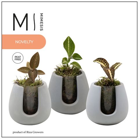 Composizione Orchid JEWEL ORCHID MIX