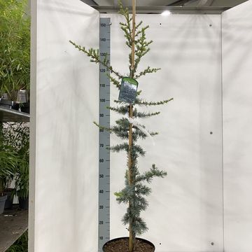 Cedrus libani 'Glauca'