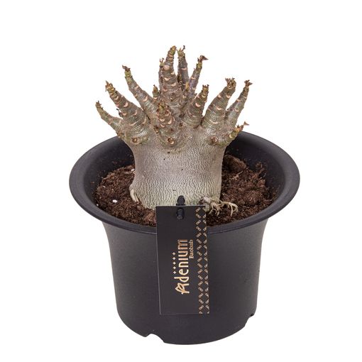 Adenium obesum ANSU BAOBAB