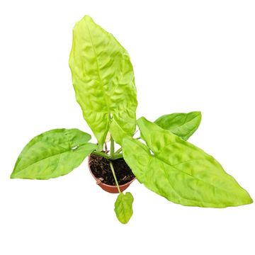 Syngonium steyermarkii