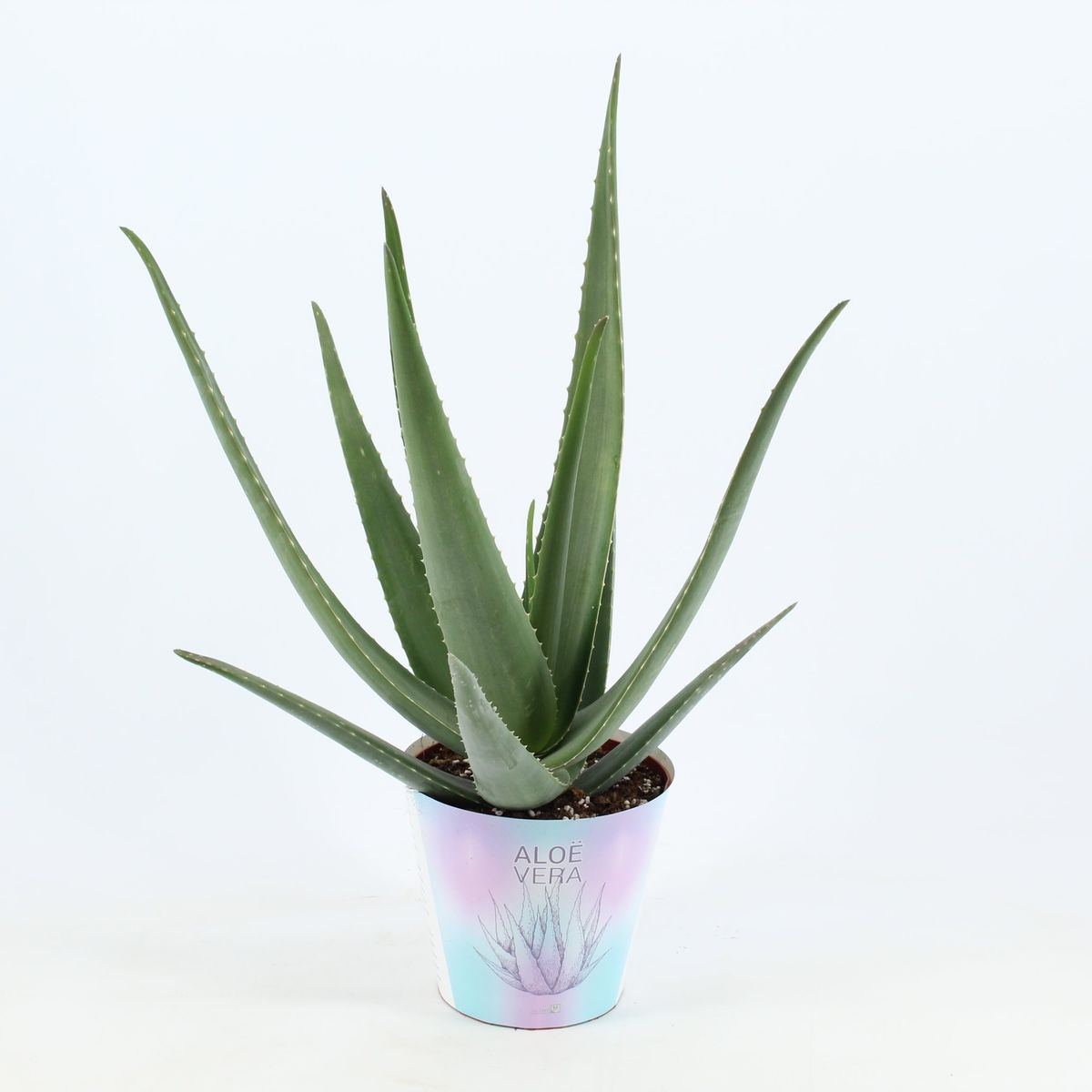 Aloe vera — Plant Wholesale FlorAccess