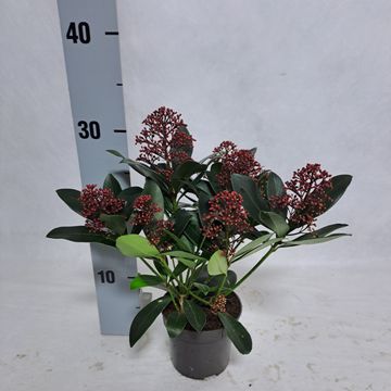 Skimmia japonica 'Rubella'