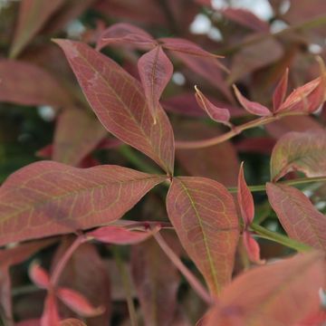 Nandina domestica OBSESSED