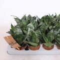 Sansevieria trifasciata 'Hahnii'