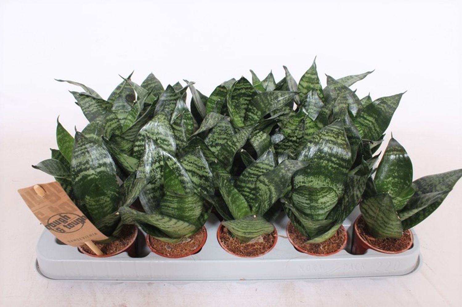 Sansevieria trifasciata 'Hahnii'  Pflanzengrohandel FlorAccess