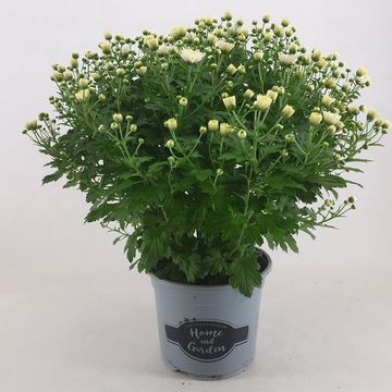 Chrysanthemum 'Jasoda White'