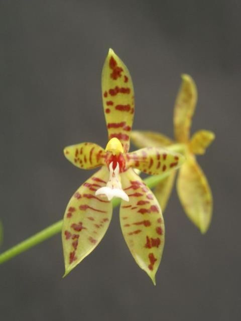 Phalaenopsis cornu-cervi