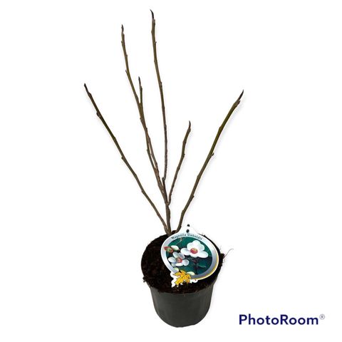 Magnolia sieboldii