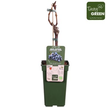 Vitis 'Mitschurinski'