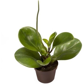 Peperomia obtusifolia