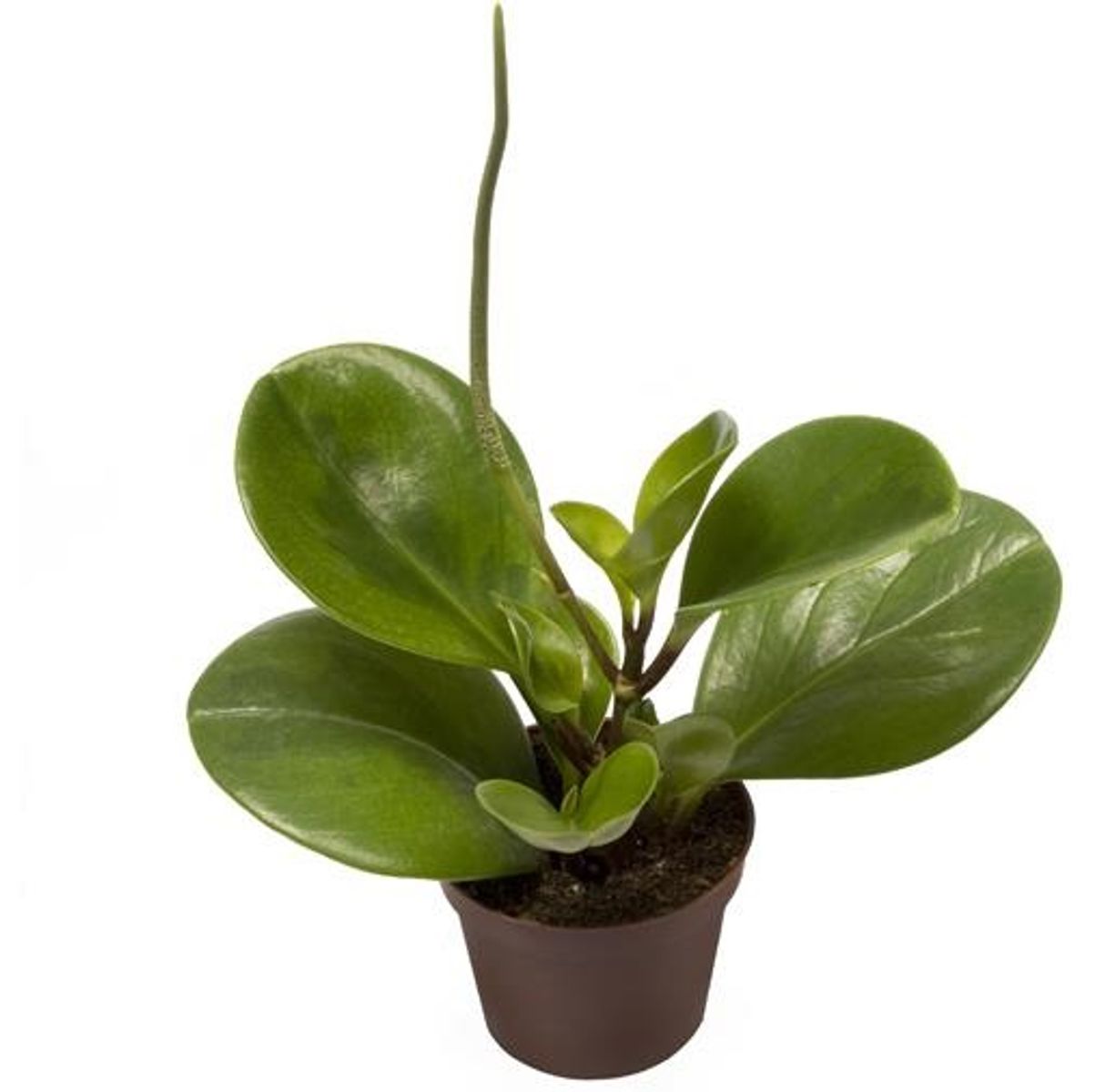 Peperomia obtusifolia — Plant Wholesale FlorAccess