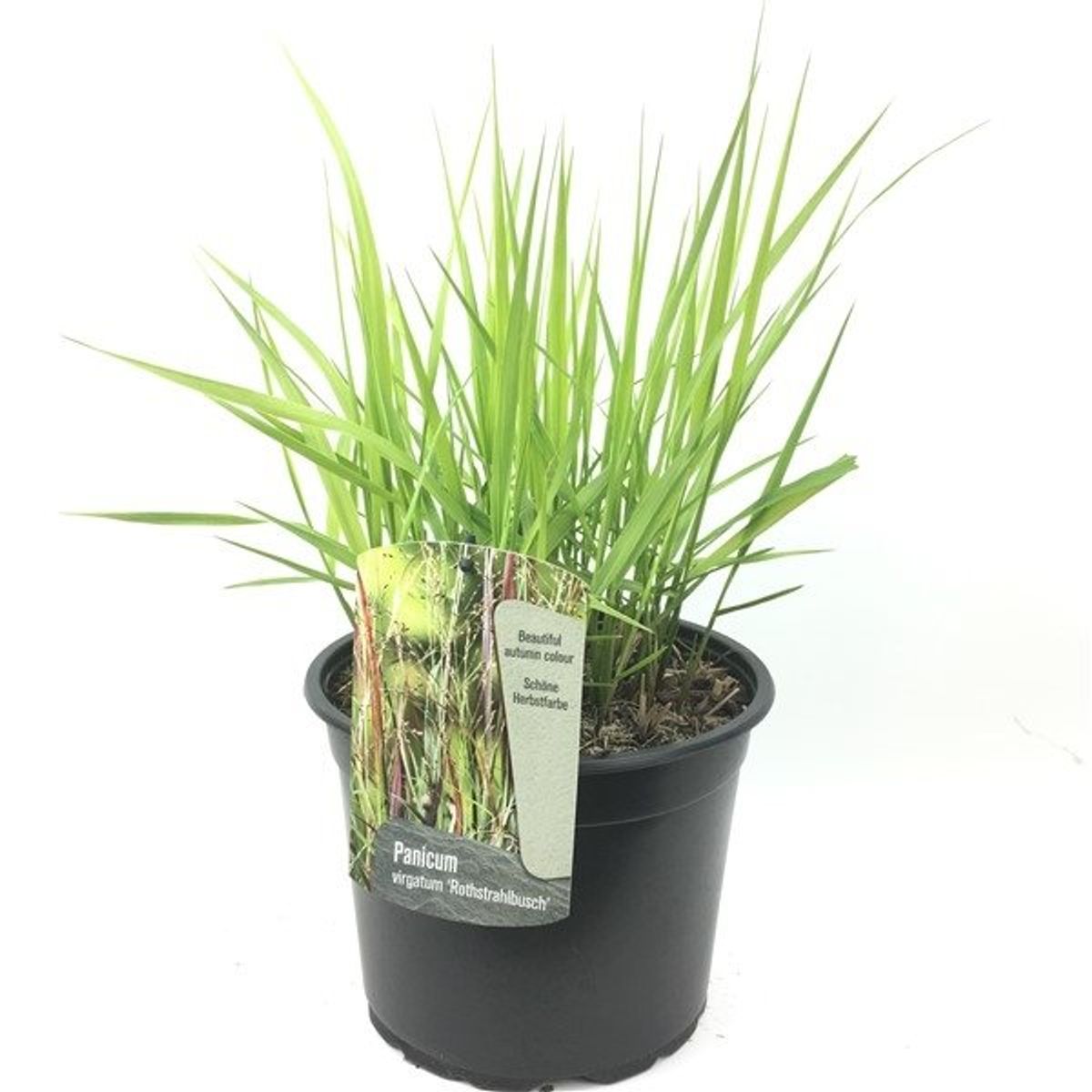 Panicum virgatum Rotstrahlbusch (P23 cm H90 - 110 cm) – Plant Wholesale ...