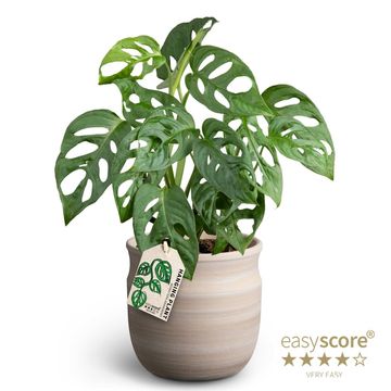 Monstera friedrichsthalii