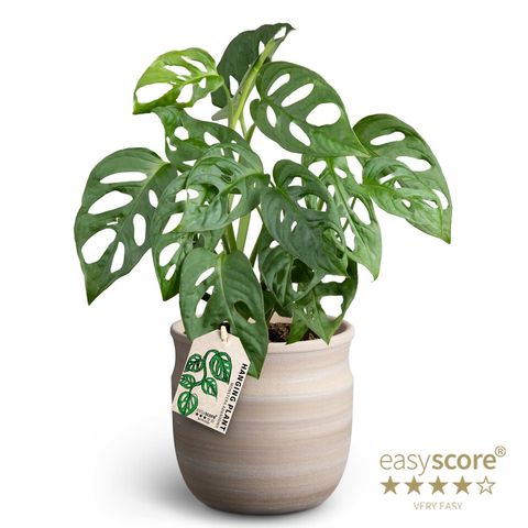 Monstera friedrichsthalii