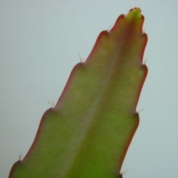 Epiphyllum anguliger RED TIP
