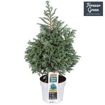 Chamaecyparis pisifera 'Sky Blue'