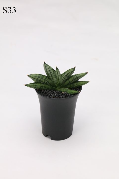 Sansevieria 'Inti No.6'